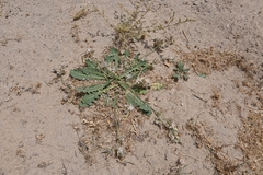 Launaea capitata