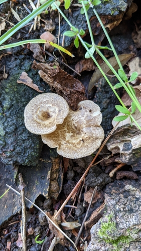 Lentinus arcularius