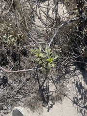 Eriodictyon crassifolium