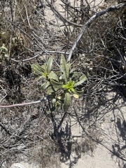 Eriodictyon crassifolium