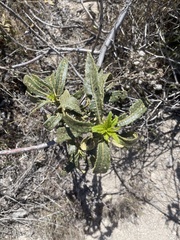 Eriodictyon crassifolium