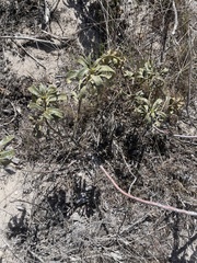 Eriodictyon crassifolium