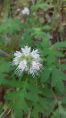 Hydrophyllum occidentale