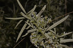 Olearia viscidula