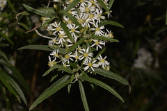 Olearia viscidula