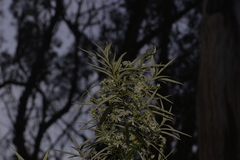 Olearia viscidula