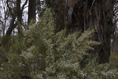 Olearia viscidula