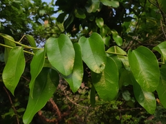 Magnoliopsida