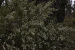 Olearia viscidula