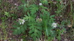 Hydrophyllum occidentale