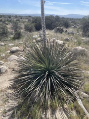 Hesperoyucca