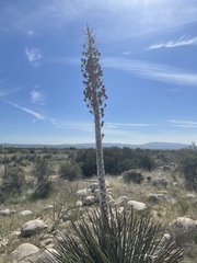 Hesperoyucca