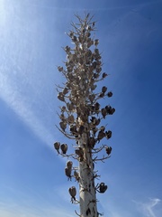 Hesperoyucca