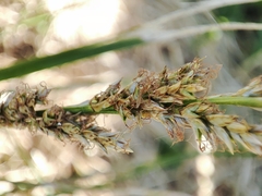 Carex paniculata lusitanica