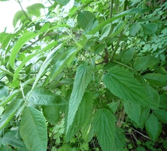 Urtica galeopsifolia