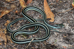 Thamnophis proximus proximus