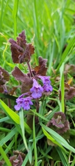 Glechoma hederacea