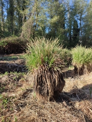Carex paniculata lusitanica