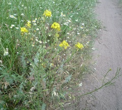 Erysimum canum