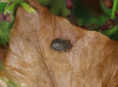 Dyroderes umbraculatus