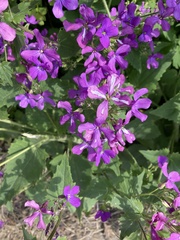 Lunaria annua