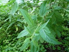 Urtica galeopsifolia