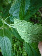 Urtica galeopsifolia