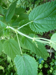 Urtica galeopsifolia