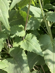 Lunaria annua