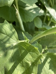 Lunaria annua