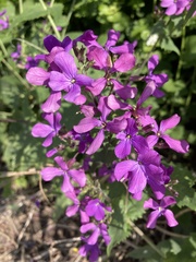 Lunaria annua