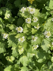 Alliaria petiolata