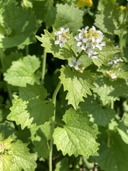 Alliaria petiolata
