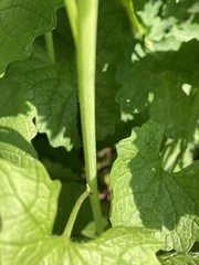 Alliaria petiolata