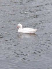 Anser anser domesticus