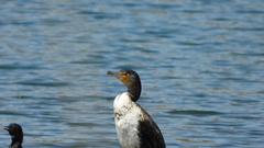 Phalacrocorax carbo