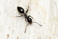 Technomyrmex sophiae