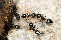 Crematogaster laeviceps
