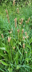 Plantago lanceolata