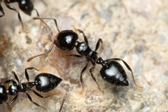 Crematogaster laeviceps