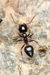 Crematogaster laeviceps