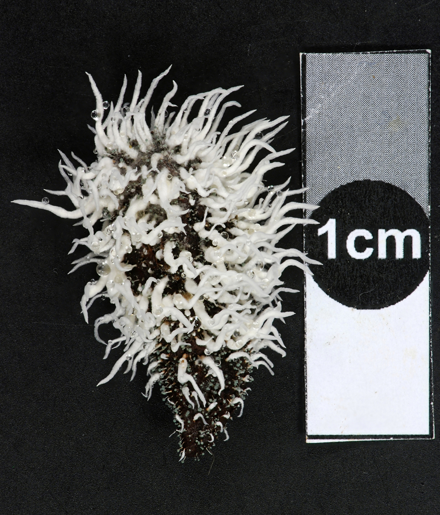 Amphichorda