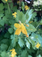 Chelidonium majus