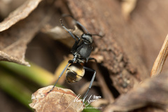 Polyrhachis tubifera