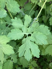 Chelidonium majus