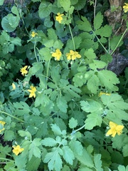 Chelidonium majus
