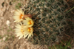 Coryphantha clavata clavata