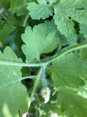 Chelidonium majus