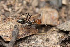 Iridomyrmex rubriceps