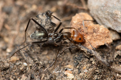 Iridomyrmex rubriceps